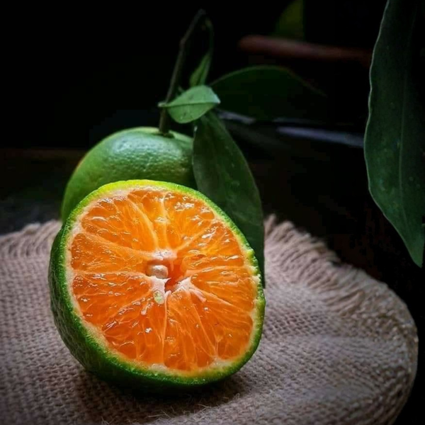 Fresh Orange