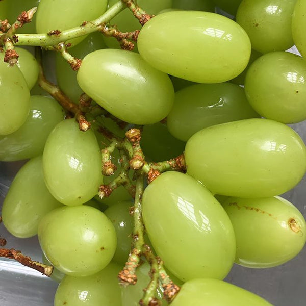 Bursting with Nature’s Candy: Premium Imported Grapes! 🍇