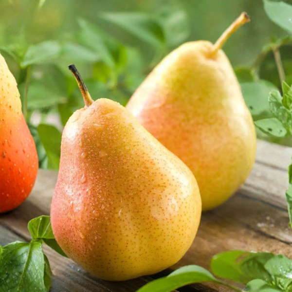 fresh Peaches