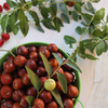 Fresh RedDates(Ber / Jujube)