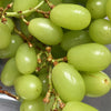 Bursting with Nature’s Candy: Premium Imported Grapes! 🍇
