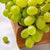 Bursting with Nature’s Candy: Premium Imported Grapes! 🍇